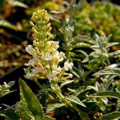 Motýlí keř, Komule Davidova 'Summer Bird Compact Snow' - Buddleja davidii 'Summer Bird Compact Snow'