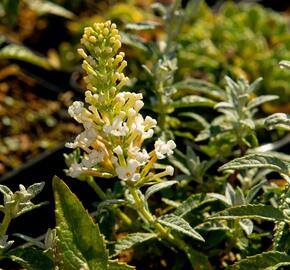 Motýlí keř, Komule Davidova 'Summer Bird Compact Snow' - Buddleja davidii 'Summer Bird Compact Snow'