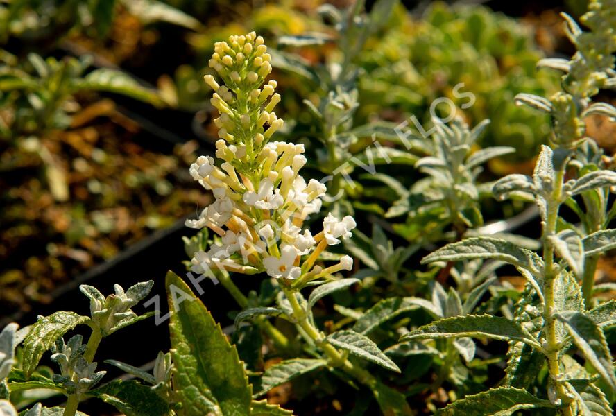 Motýlí keř, Komule Davidova 'Summer Bird Compact Snow' - Buddleja davidii 'Summer Bird Compact Snow'