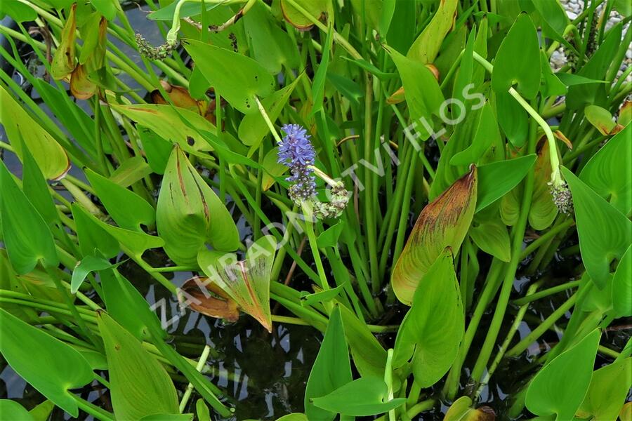 Modráska srdčitá - Pontederia cordata