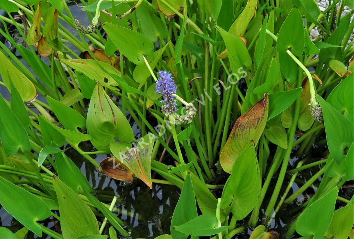 Modráska srdčitá - Pontederia cordata