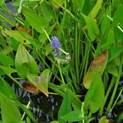 Modráska srdčitá - Pontederia cordata