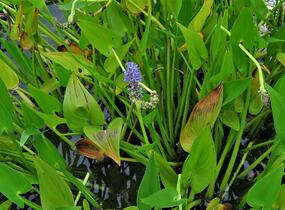 Modráska srdčitá - Pontederia cordata