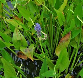 Modráska srdčitá - Pontederia cordata