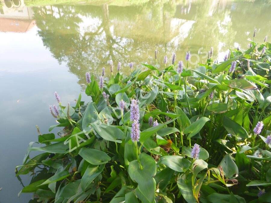 Modráska srdčitá - Pontederia cordata