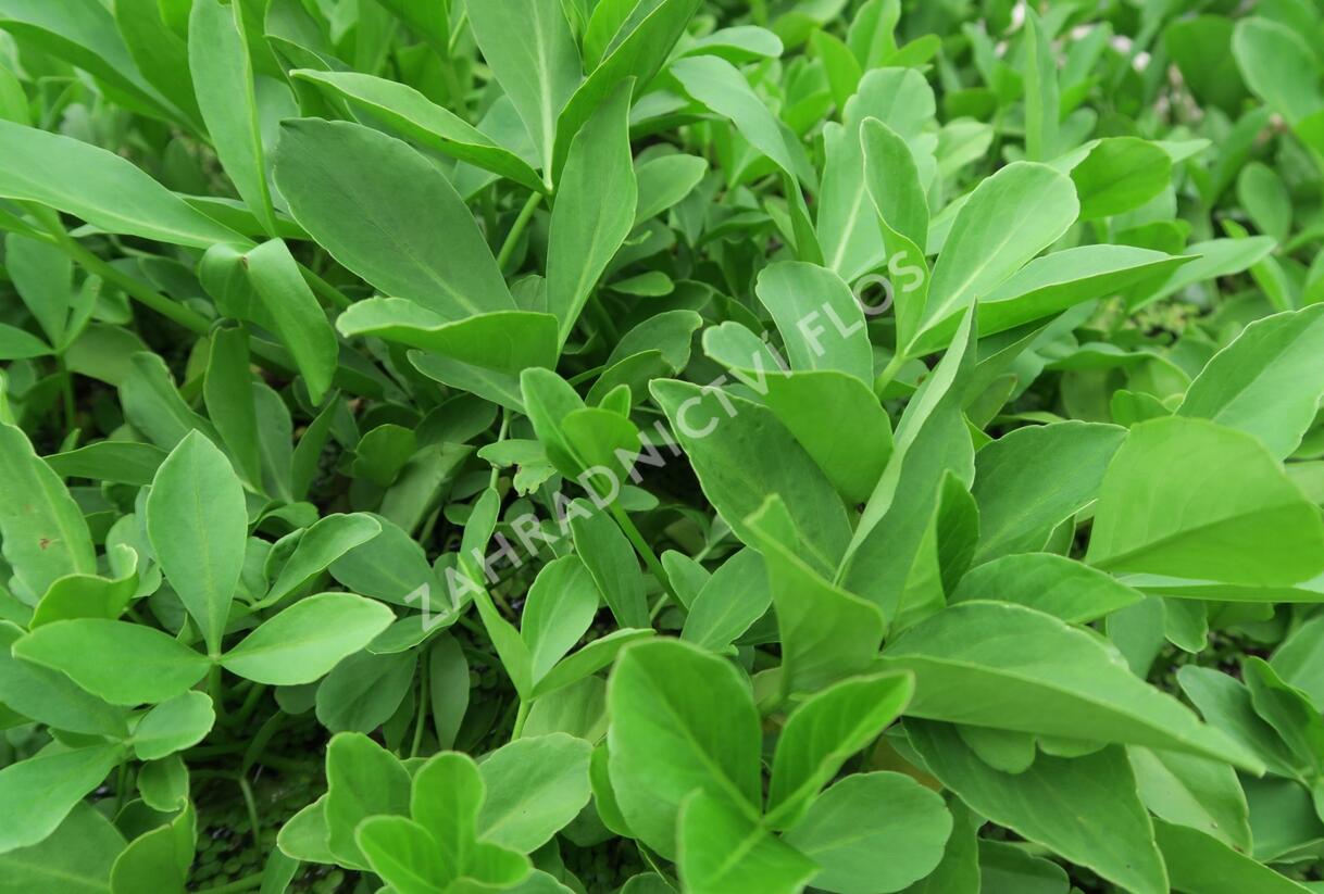 Vachta trojlistá - Menyanthes trifoliata