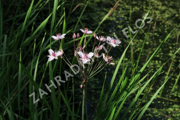 Šmel okoličnatý - Butomus umbellatus