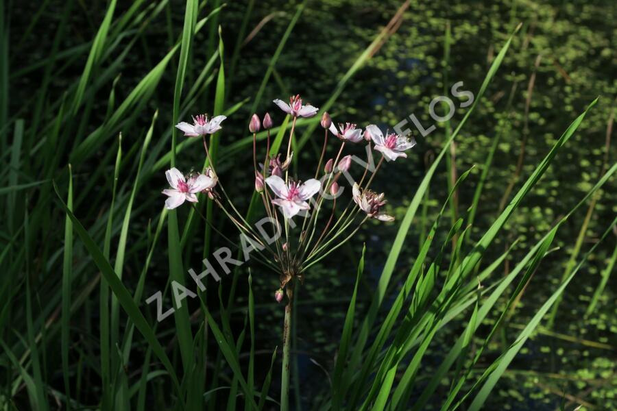 Šmel okoličnatý - Butomus umbellatus