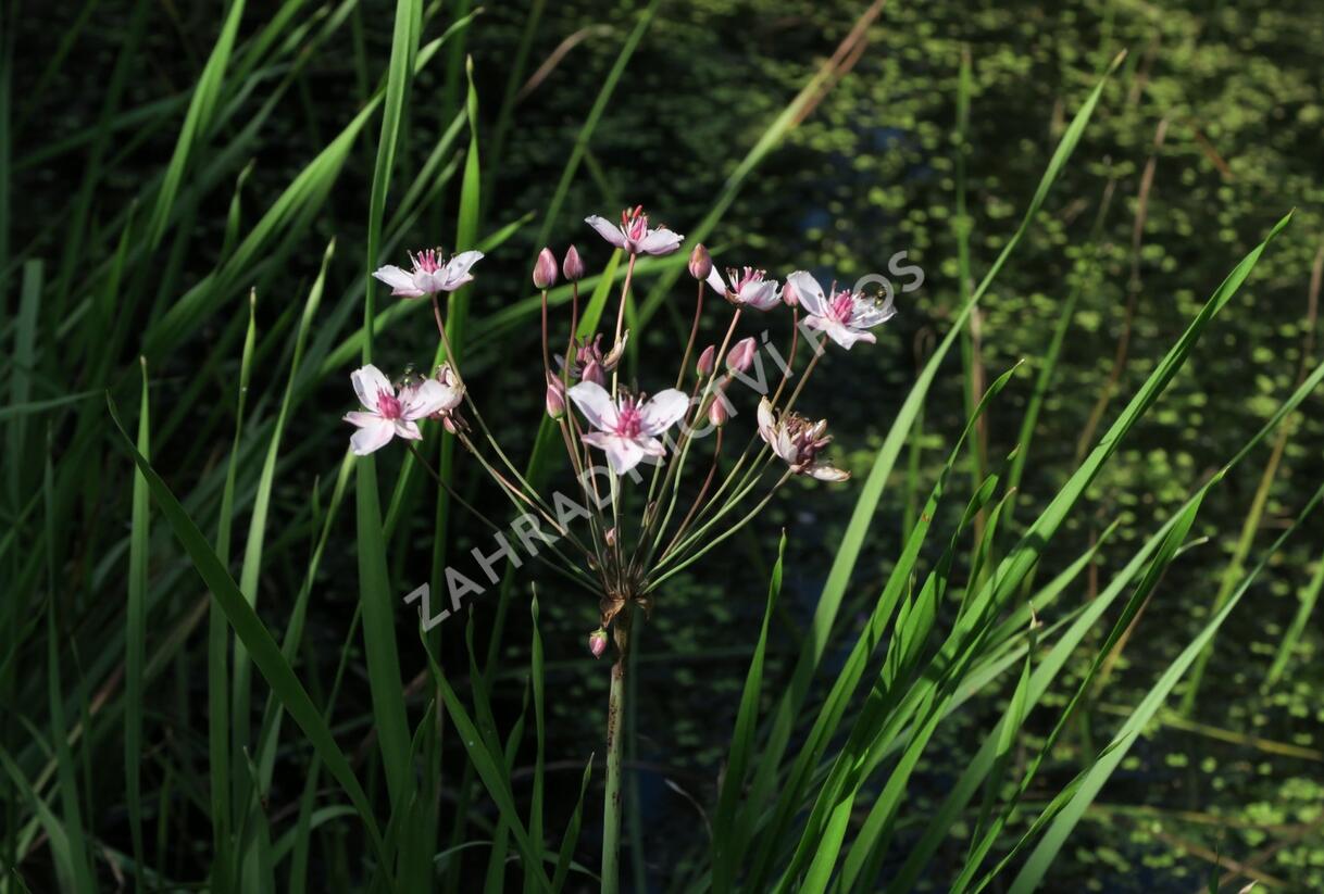 Šmel okoličnatý - Butomus umbellatus