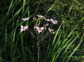 Šmel okoličnatý - Butomus umbellatus