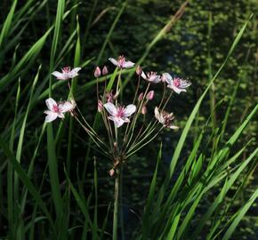 Šmel okoličnatý - Butomus umbellatus
