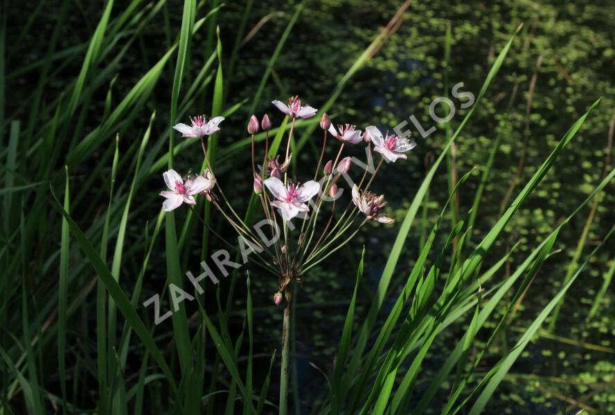 Šmel okoličnatý - Butomus umbellatus