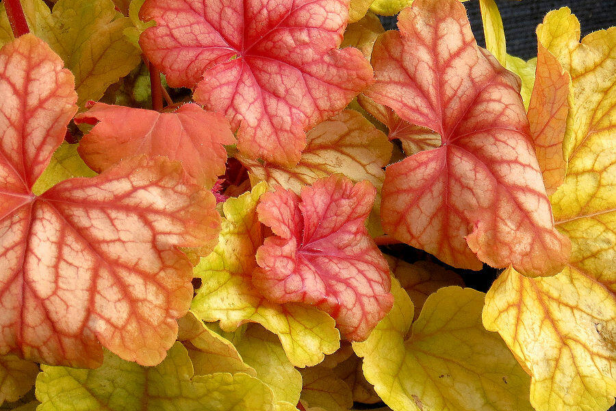 Dlužicha 'Champagne' - Heuchera hybrida 'Champagne'