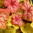 Dlužicha 'Champagne' - Heuchera 'Champagne'