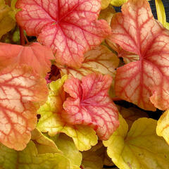 Dlužicha 'Champagne' - Heuchera 'Champagne'