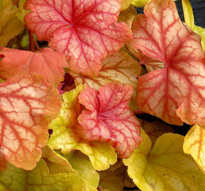 Dlužicha 'Champagne' - Heuchera 'Champagne'