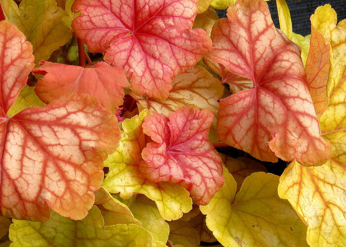 Dlužicha 'Champagne' - Heuchera 'Champagne'