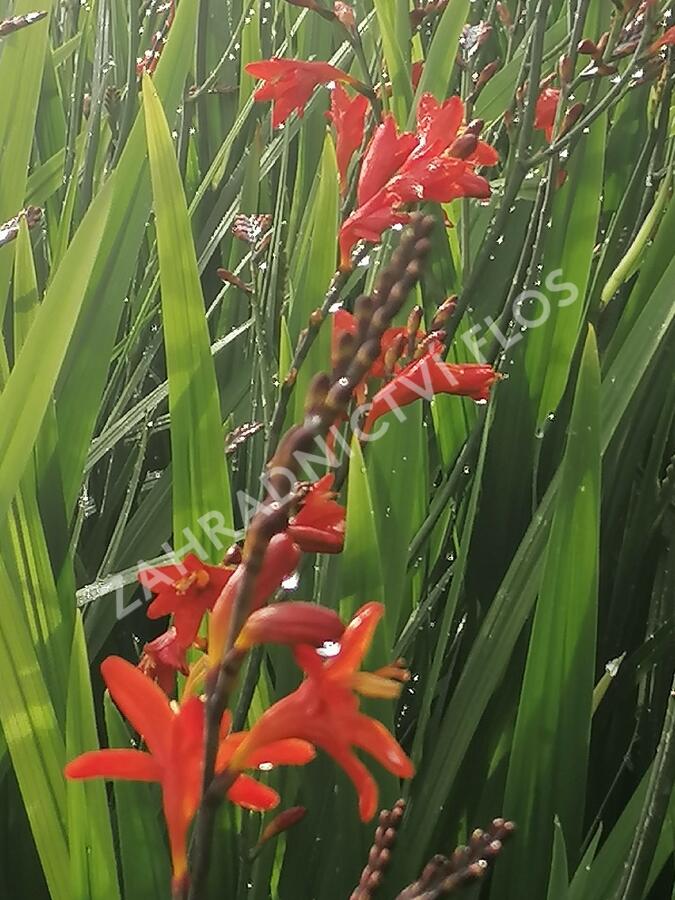 Křešina, montbrécie 'Anna Marie' - Crocosmia 'Anna Marie'