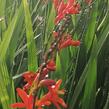 Křešina, montbrécie 'Anna Marie' - Crocosmia 'Anna Marie'