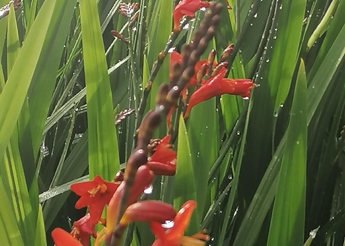 Křešina, montbrécie 'Anna Marie' - Crocosmia 'Anna Marie'