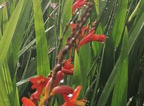 Křešina, montbrécie 'Anna Marie' - Crocosmia 'Anna Marie'