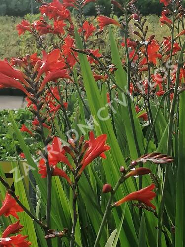 Křešina, montbrécie 'Anna Marie' - Crocosmia 'Anna Marie'