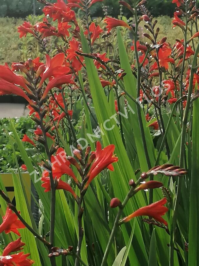 Křešina, montbrécie 'Anna Marie' - Crocosmia 'Anna Marie'
