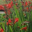 Křešina, montbrécie 'Anna Marie' - Crocosmia 'Anna Marie'