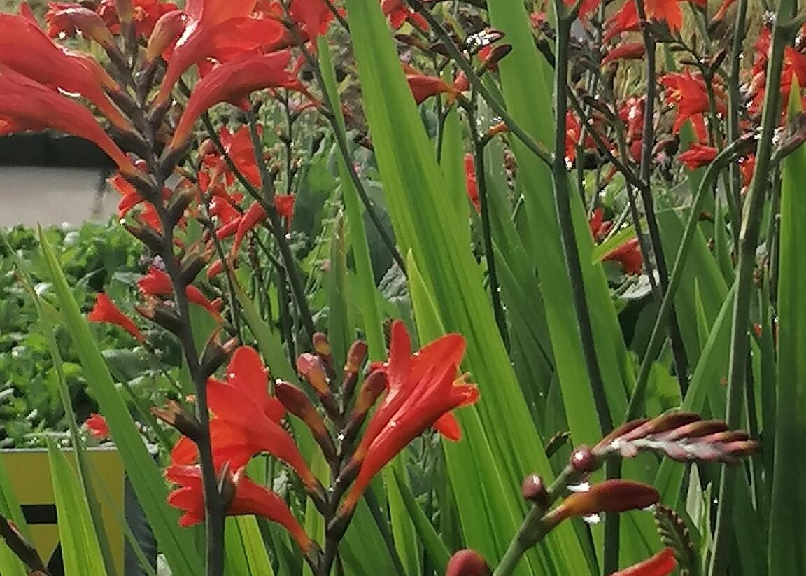 Křešina, montbrécie 'Anna Marie' - Crocosmia 'Anna Marie'