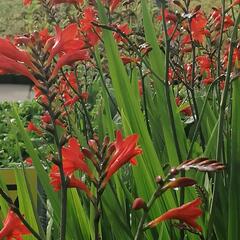 Křešina, montbrécie 'Anna Marie' - Crocosmia 'Anna Marie'