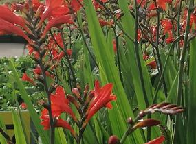 Křešina, montbrécie 'Anna Marie' - Crocosmia 'Anna Marie'