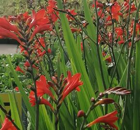 Křešina, montbrécie 'Anna Marie' - Crocosmia 'Anna Marie'