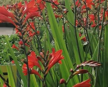 Křešina, montbrécie 'Anna Marie'