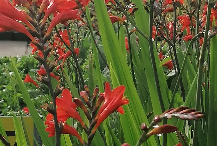 Křešina, montbrécie 'Anna Marie' - Crocosmia 'Anna Marie'