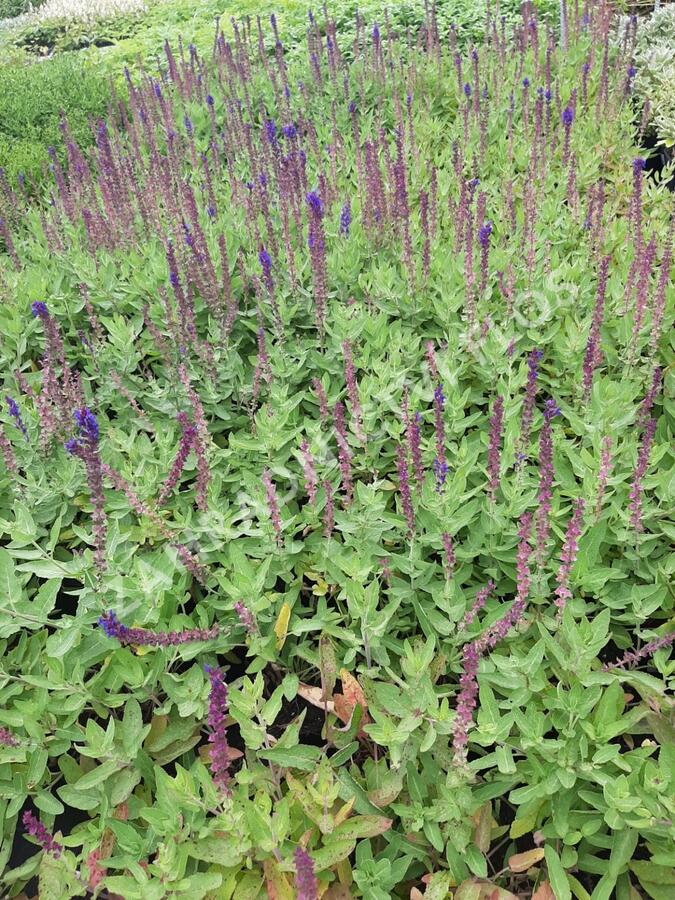 Šalvěj hajní 'Salute Blue' - Salvia nemorosa 'Salute Blue'