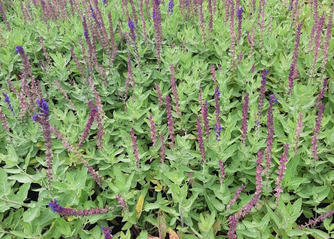 Šalvěj hajní 'Salute Blue' - Salvia nemorosa 'Salute Blue'