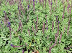 Šalvěj hajní 'Salute Blue' - Salvia nemorosa 'Salute Blue'