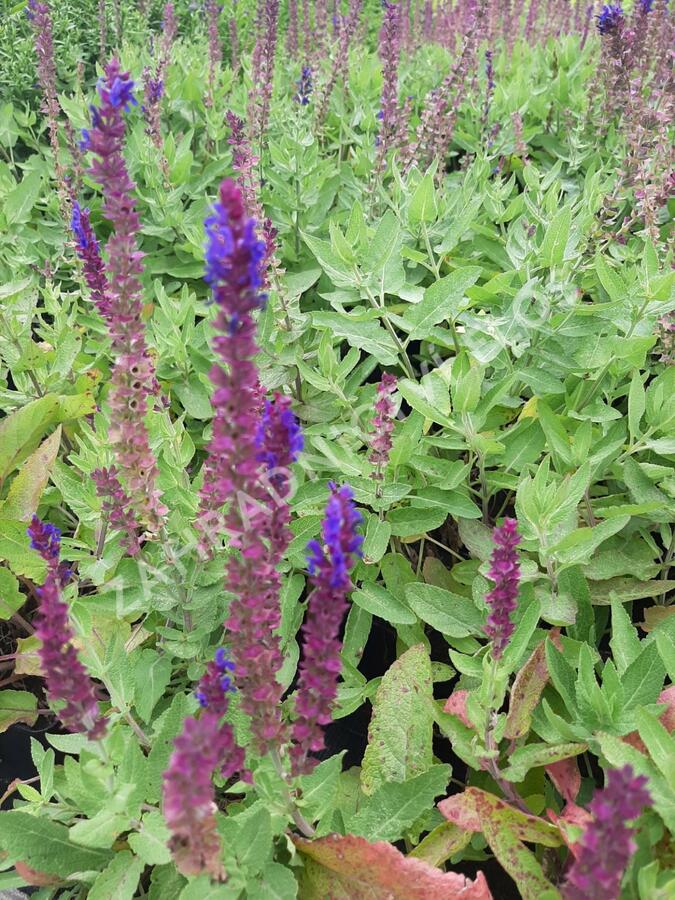Šalvěj hajní 'Salute Blue' - Salvia nemorosa 'Salute Blue'