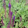 Šalvěj hajní 'Salute Blue' - Salvia nemorosa 'Salute Blue'