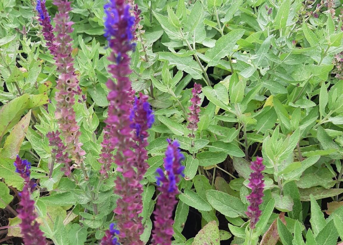 Šalvěj hajní 'Salute Blue' - Salvia nemorosa 'Salute Blue'