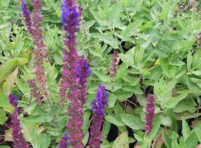 Šalvěj hajní 'Salute Blue' - Salvia nemorosa 'Salute Blue'