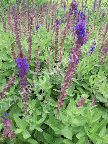 Šalvěj hajní 'Salute Blue' - Salvia nemorosa 'Salute Blue'