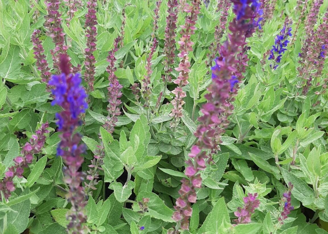 Šalvěj hajní 'Salute Blue' - Salvia nemorosa 'Salute Blue'