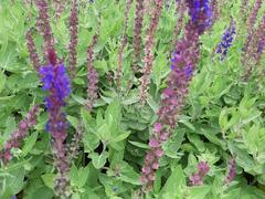 Šalvěj hajní 'Salute Blue' - Salvia nemorosa 'Salute Blue'