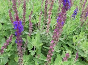 Šalvěj hajní 'Salute Blue' - Salvia nemorosa 'Salute Blue'