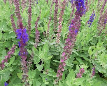 Šalvěj hajní 'Salute Blue'