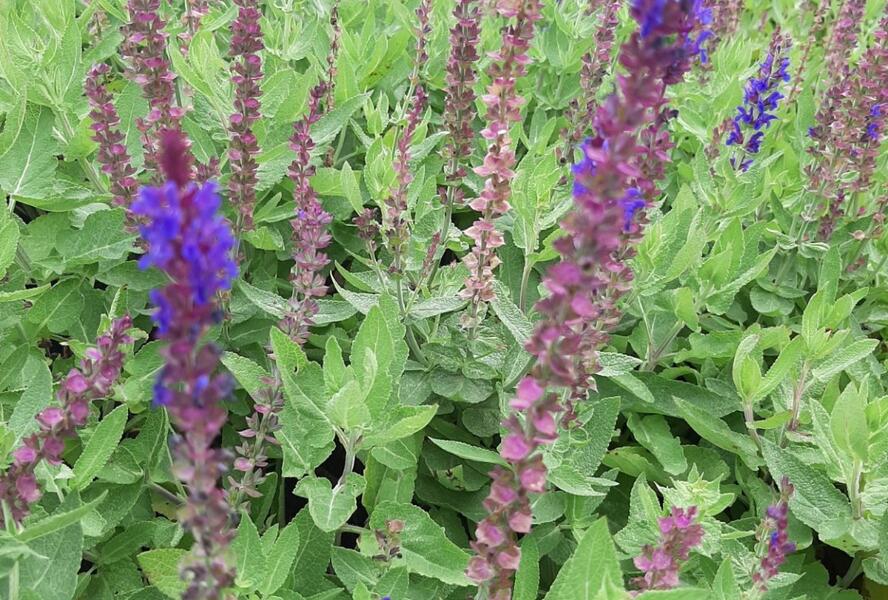 Šalvěj hajní 'Salute Blue' - Salvia nemorosa 'Salute Blue'