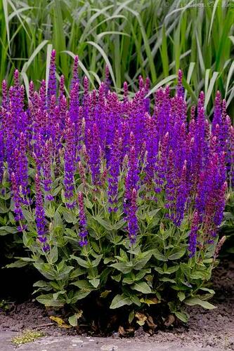 Šalvěj hajní 'Violette Königin' - Salvia nemorosa 'Violette Königin'