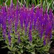 Šalvěj hajní 'Violette Königin' - Salvia nemorosa 'Violette Königin'