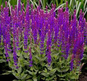 Šalvěj hajní 'Violette Königin' - Salvia nemorosa 'Violette Königin'